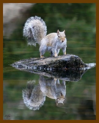 gray-squirrel 12-5-07 4c27b.jpg