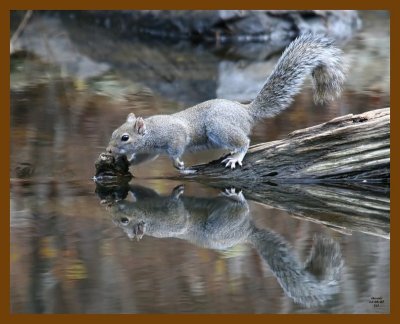 gray-squirrel 12-5-07 4c82b.jpg