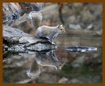gray-squirrel 12-5-07 4c00b.jpg