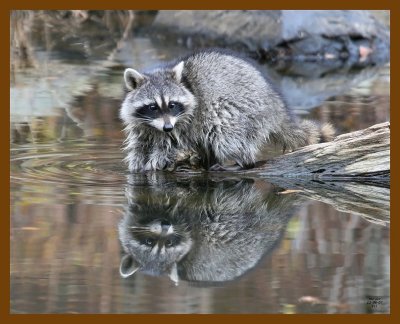 raccoon 12-6-07 4c71b.jpg