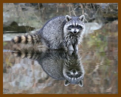 raccoon 12-6-07 4c06b.jpg