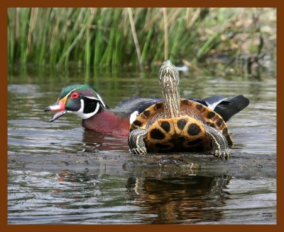 wood-duck-slider 3-17-08 4c958b.JPG