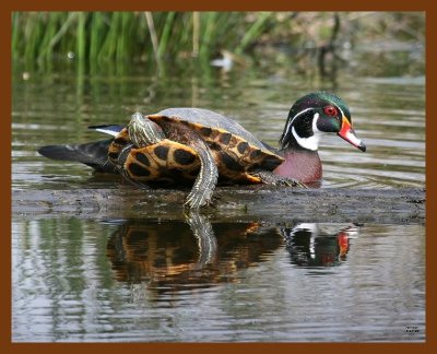 wood-duck-slider 3-17-08 4c982b.JPG