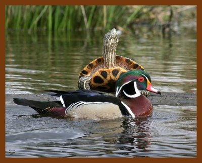 wood-duck-slider 3-17-08 4c962b.JPG