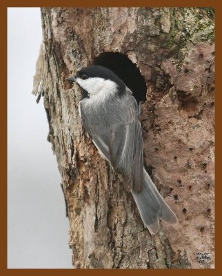 carolina-chickadee 3-14-08 4c188b.JPG