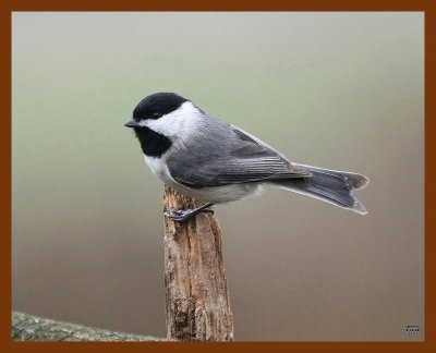 carolina-chickadee 3-14-08 4c193b.JPG