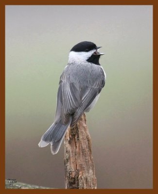 carolina-chickadee 3-14-08 4c195b.JPG