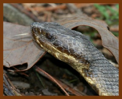 cottonmouth 3-14-08 4c301b.JPG