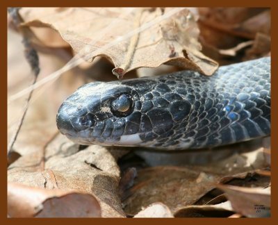black ratsnake 3-17-08 4c083b.JPG