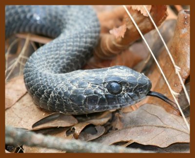 black ratsnake 3-17-08 4c089b.JPG