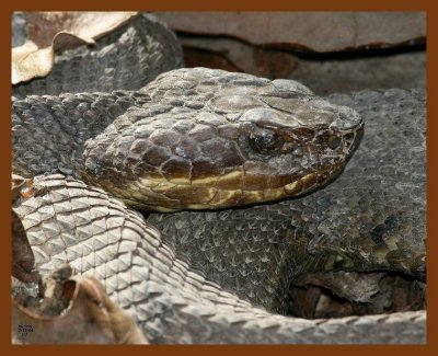 cottonmouth 3-13-08 4c161b.JPG