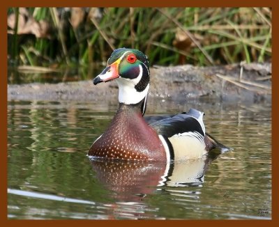 wood-duck 3-23-08 4c255b.JPG