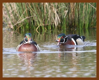 wood-ducks 3-23-08 4c222b.JPG