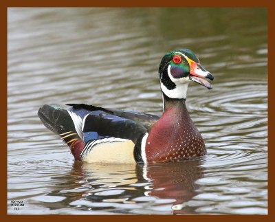 wood-duck 3-23-08 4c261b.JPG
