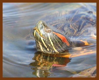 turtle red-eared slider 3-27-08 4c499b.JPG