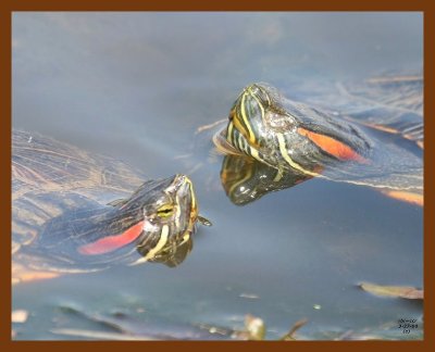 turtles red-eared slider 3-27-08 4c478b.JPG