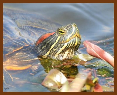 turtle red-eared slider 3-27-08 4c488b.JPG