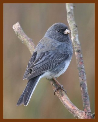 junco 3-16-08 4c664b.JPG