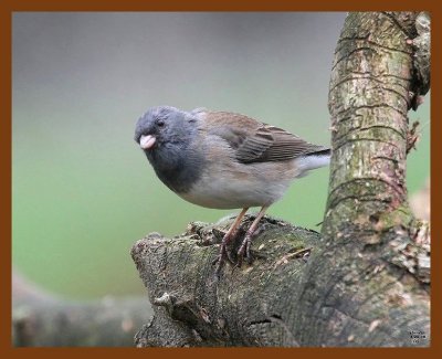 junco 3-29-08 4c621b.JPG