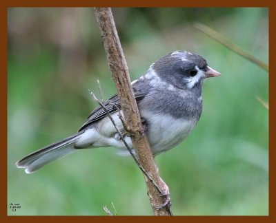 junco oc 3-29-08 4c624b.JPG