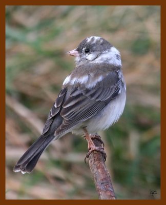 junco oc 3-16-08 4c672b.JPG