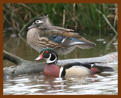 wood-ducks 4-4-08 4c185b.JPG