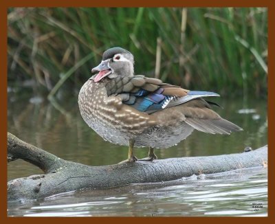 wood-duck 4-4-08 4c182b.JPG