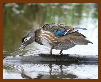 wood-duck 4-2-08 4c986b.JPG