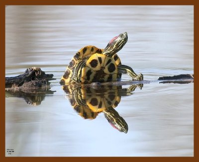 turtle-red-eared slider 4-6-08 4c516b.JPG