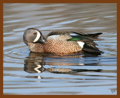 blue-winged teal 4-7-08 4c650b.JPG