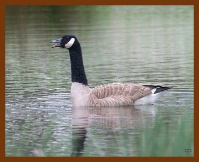 canada goose 4-8-08 4c845b.JPG