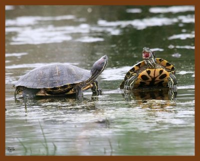 turtle-red-eared sliders 4-9-08 4c014b.JPG