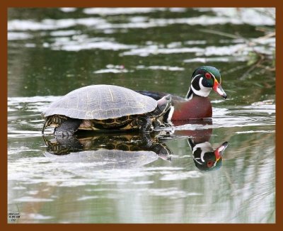 wood-duck-slider 4-9-08 4c050b.JPG