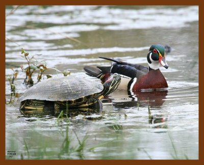 wood-duck-slider 4-9-08 4c045b.JPG