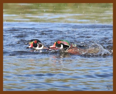 wood-ducks 4-12-08 4c484b.JPG