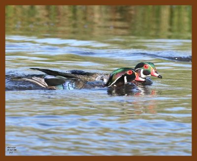 wood-ducks 4-12-08 4c480b.JPG