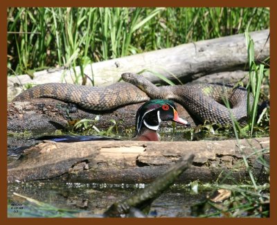 wood-duck-watersnake-diamond-back 4-19-08 4c226b.JPG