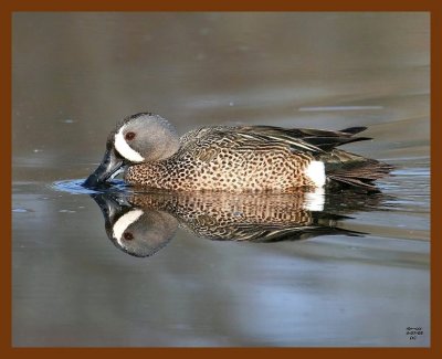 blue-winged teal 4-7-08 4c614b.JPG