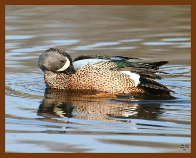 blue-winged teal 4-7-08 4c649b.JPG