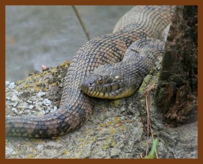 watersnake-diamond-back 4-23-08 4c015b.JPG