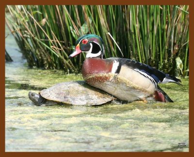 wood-duck-slider 4-22-08 4c729b.JPG