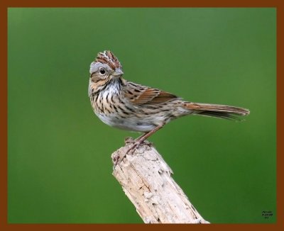 lincolns-sparrow 4-24-08 4c018b.JPG