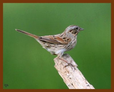 lincolns-sparrow 4-24-08 4c019b.JPG