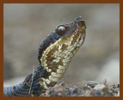 cottonmouth 5-1-08 4c025b.JPG