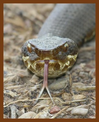 cottonmouth 5-1-08 4c004b.JPG