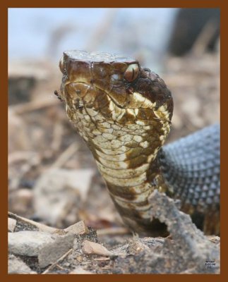 cottonmouth 5-1-08 4c020b.JPG