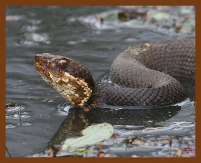 cottonmouth 5-1-08 4c032b.JPG