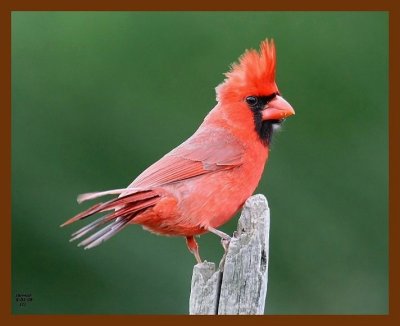 cardinal 5-1-08 4c983b.JPG