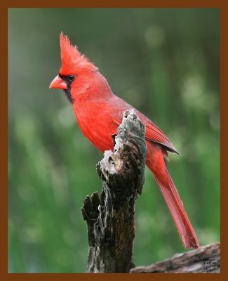 cardinal 5-2-08 4c138b.JPG