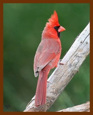cardinal 5-1-08 4c975b.JPG